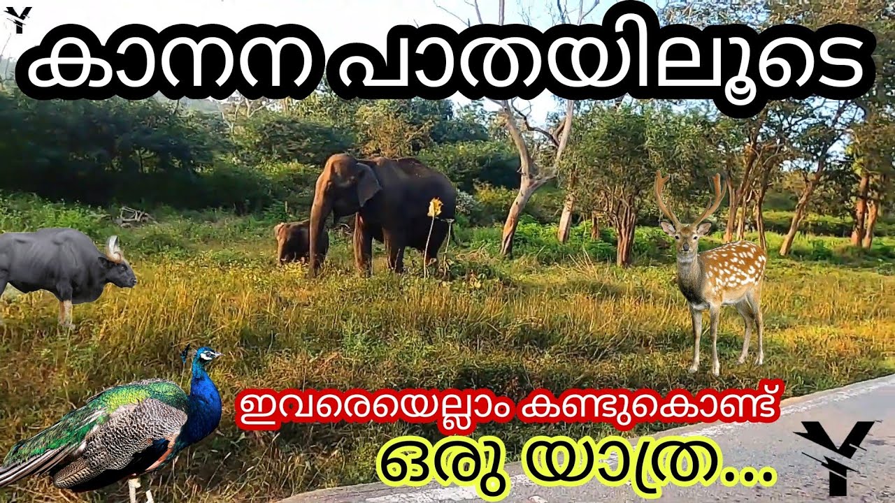 A road trip to feel the jungle | Muthanga - Bandipur - Mudumalai forests | Yaathra യാത്ര | #29