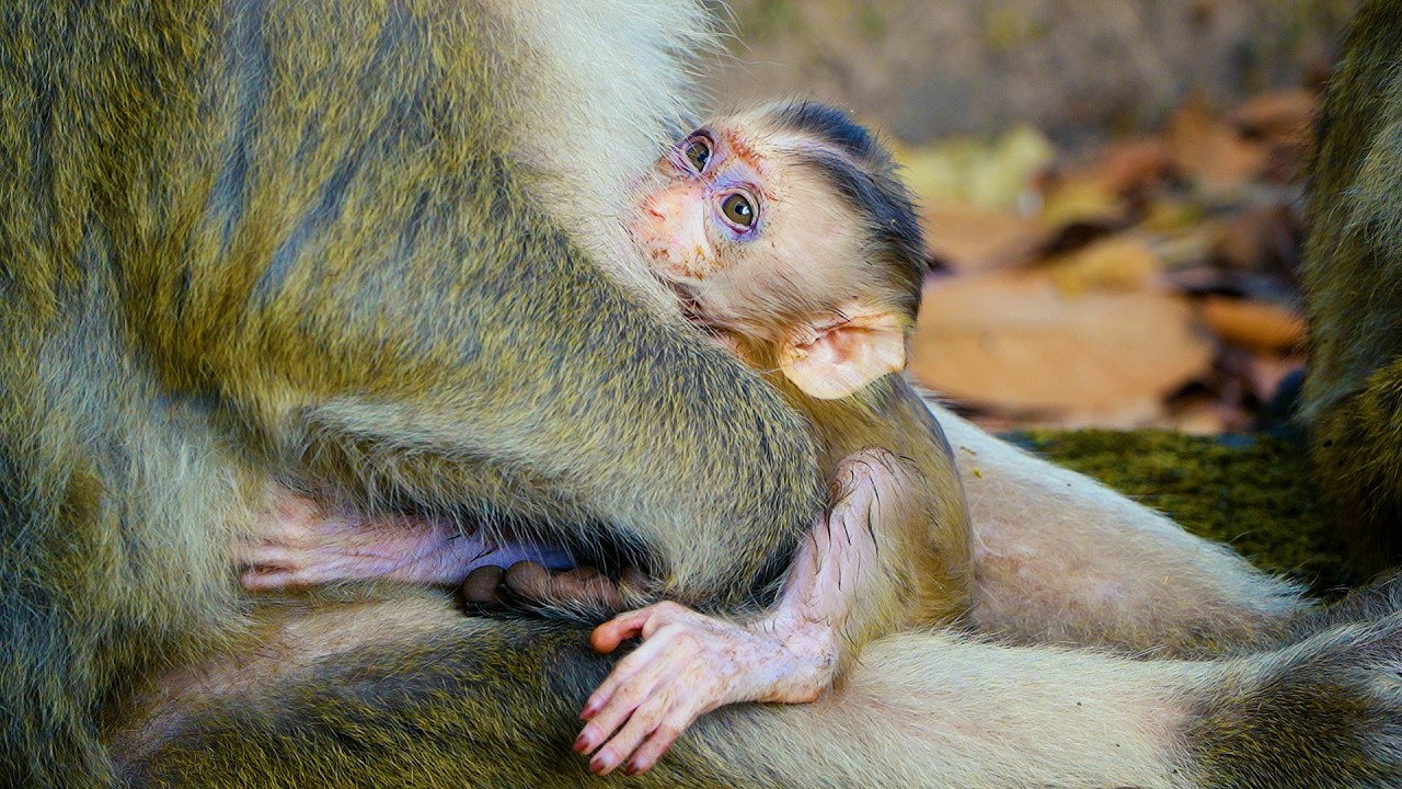 Monkey Brianna Never Exhausted : Nurse And Grooming Poor Adorable Baby Monkey Boris