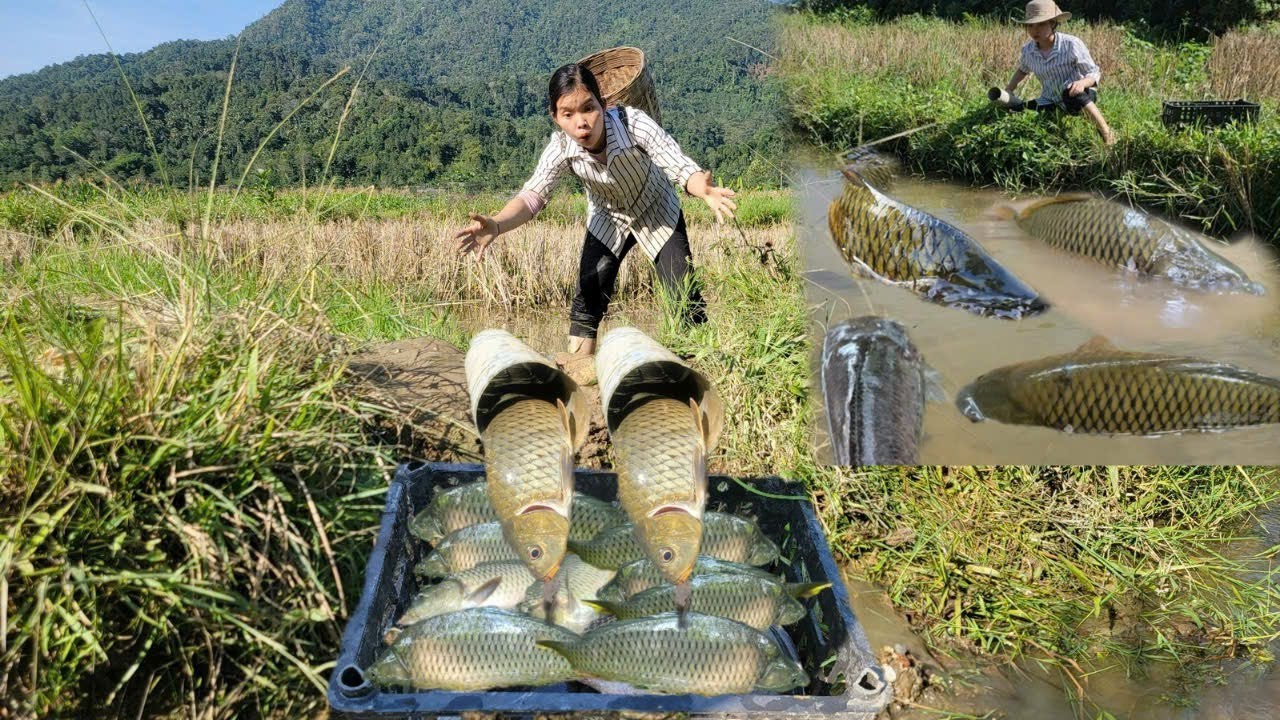Catch big fish in puddles and create unique traps to catch many fish