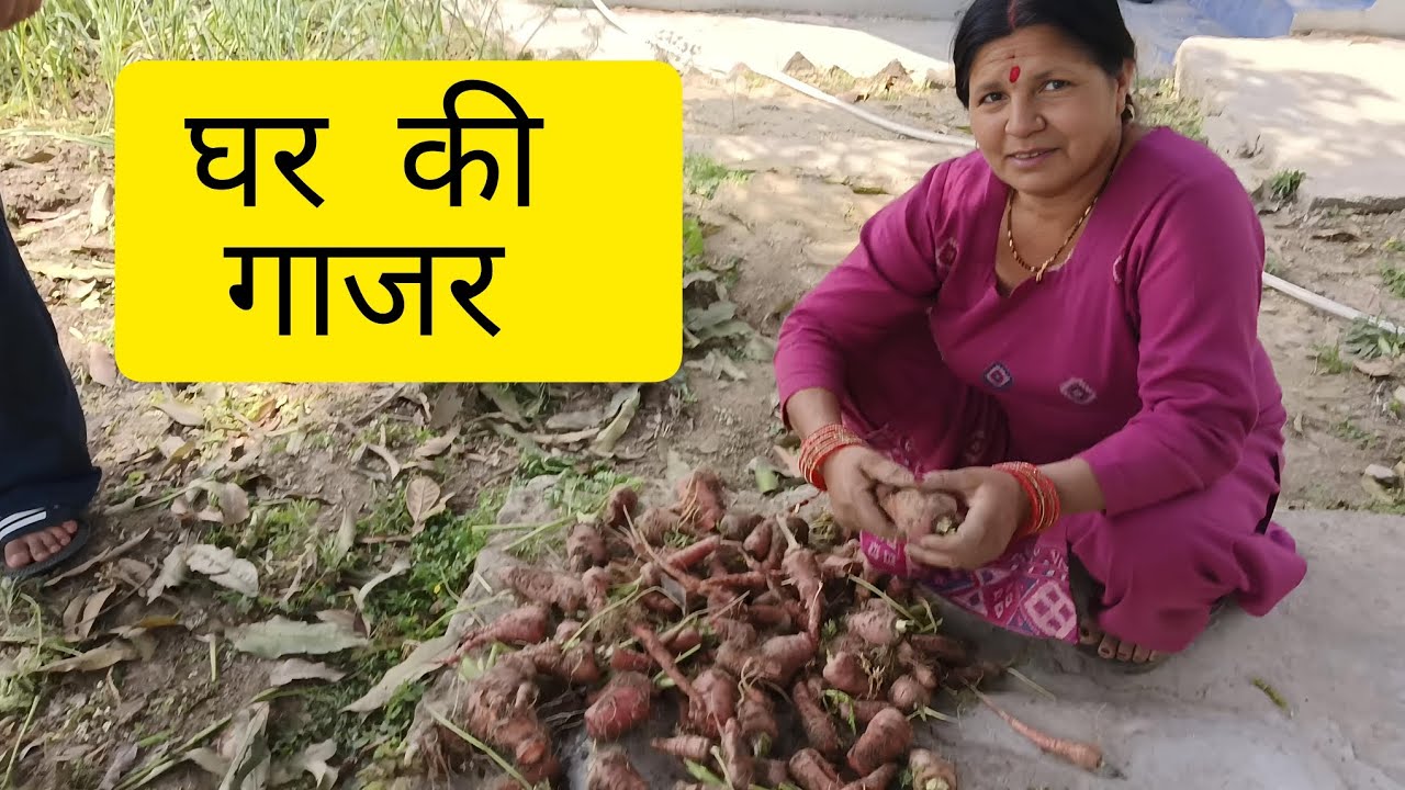 मेरे किचन गार्डन की गाजर।  #uttakhandi #pahadi 