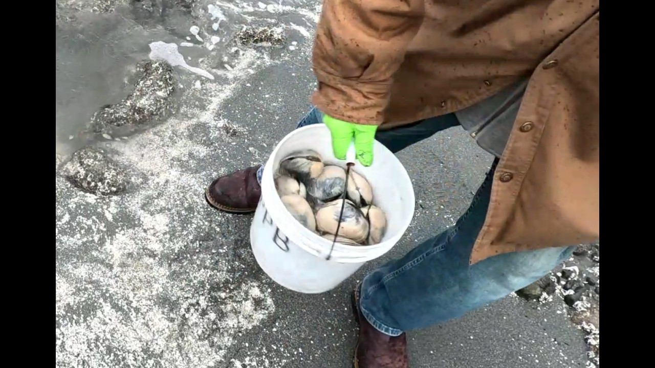 Winter Butter Clamming. 