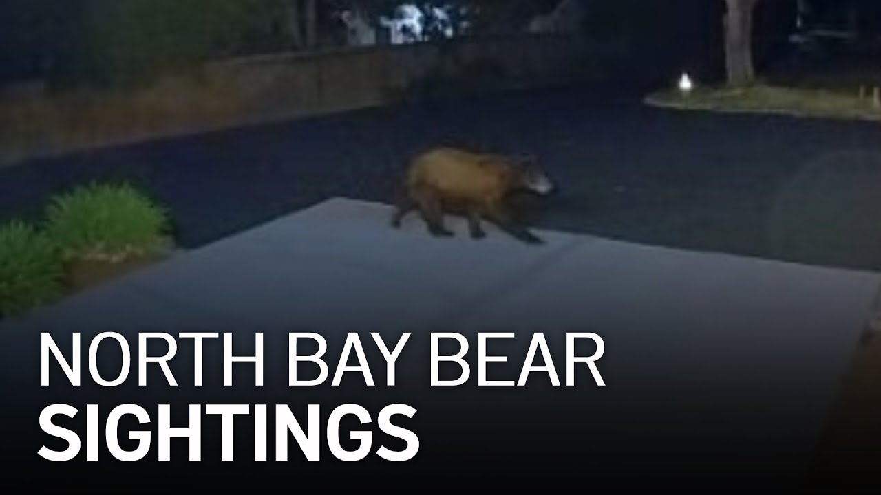 Caught on Camera: 2 Bear Sightings in the North Bay