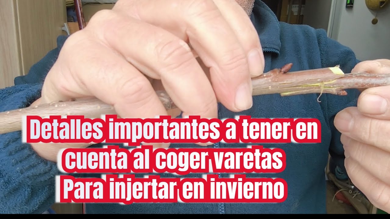 Detalles importantes para seleccionar las varetas de injertos de invierno/primavera 