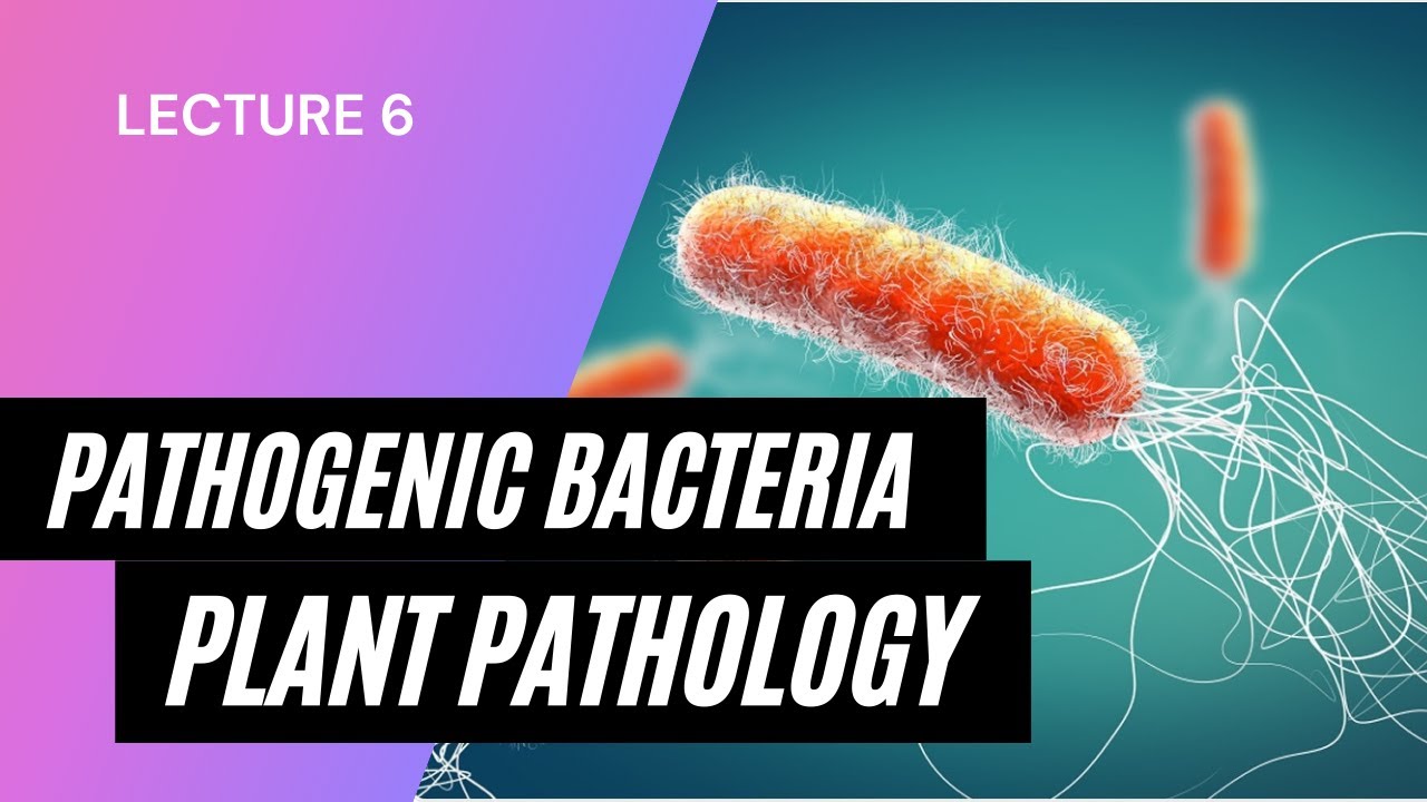Pathogenic Bacteria  | Bacteria in Hindi | Plant Pathology | Lecture 6 | Abhay Sir | AgriMoon