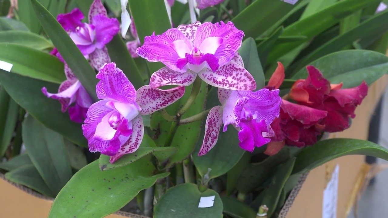 MOSTRA ORCHIDEE PISTOIA 2025