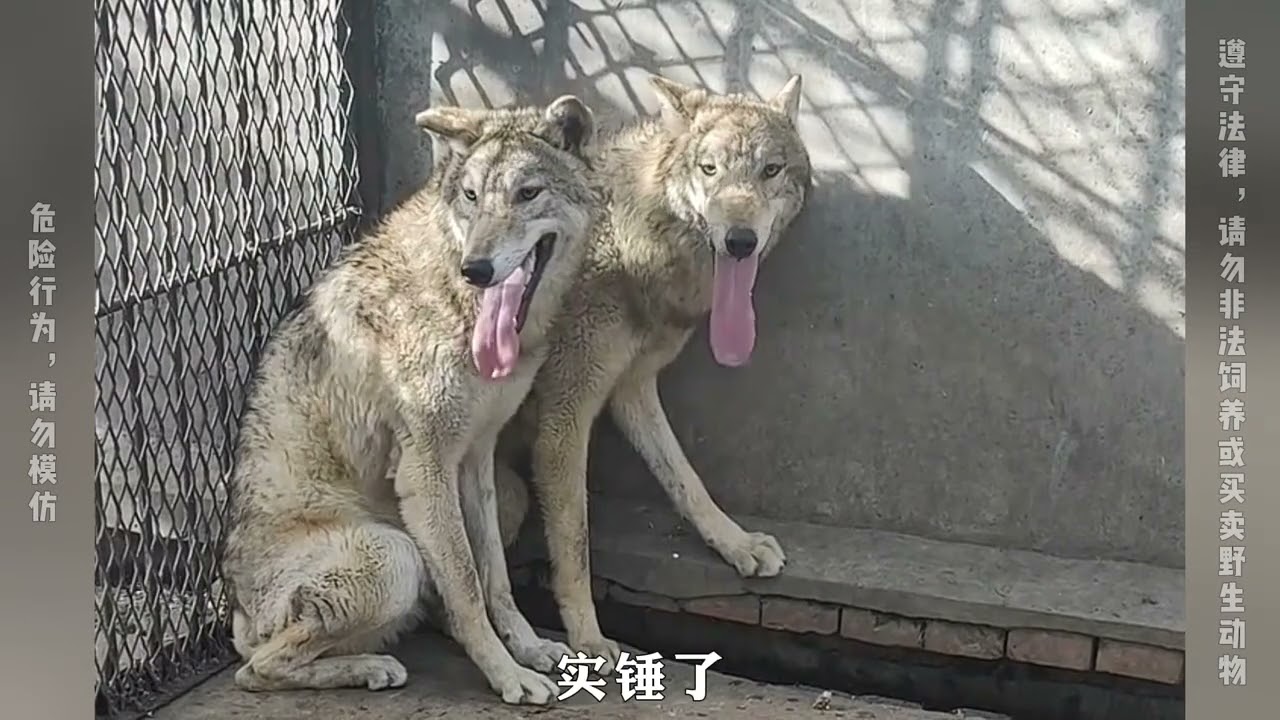 全网唯一一个被饲养员给吓尿了的狼王，每次喂食都瑟瑟发抖！ #狼 #动物的迷惑行为 #濮阳市中心动物园