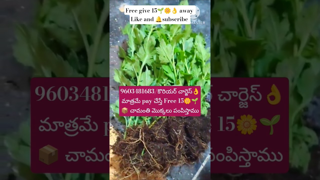 Free/15 Chamomile🌱🌼Plants today 📦 pay #shorts #chrysanthemum #chamanthi #gardening #garden #saplings