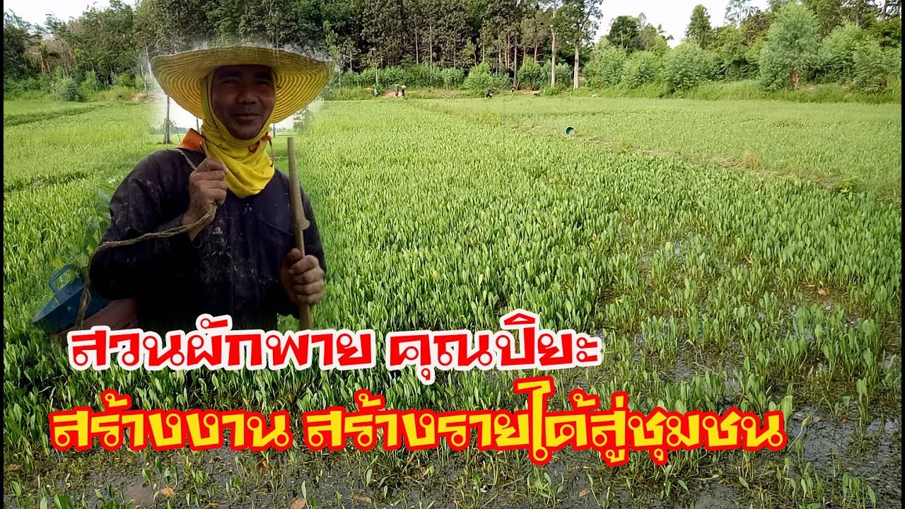สวนผักพายน้อย คุณปิยะ สนโศรก