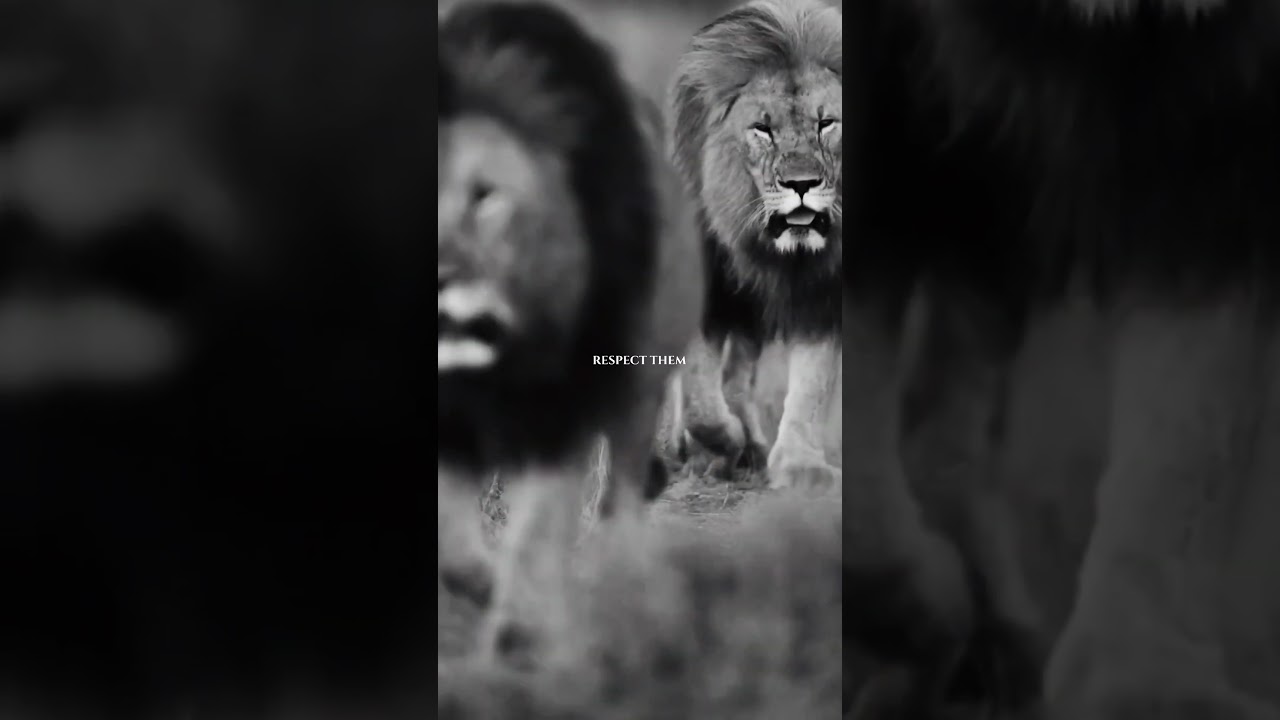 Be the Lion, Not the Sheep: Embrace Your Leadership Potential