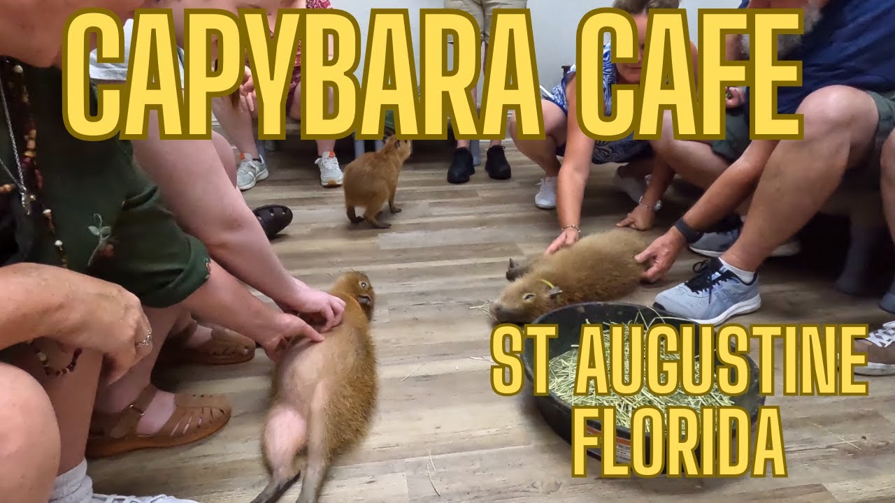 Capybara Cafe in St Augustine Florida