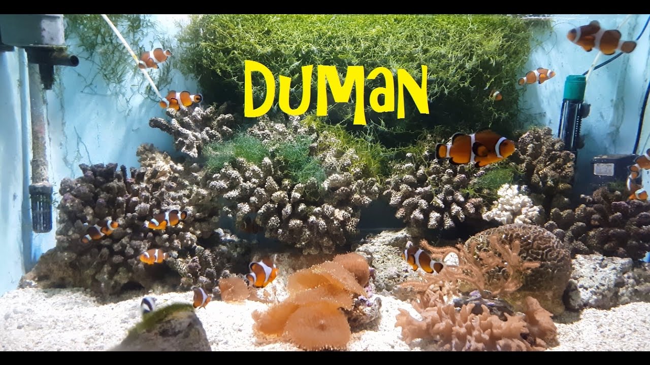 Океанариум Думан. Астана. Казахстан - 1 Minute Story NS