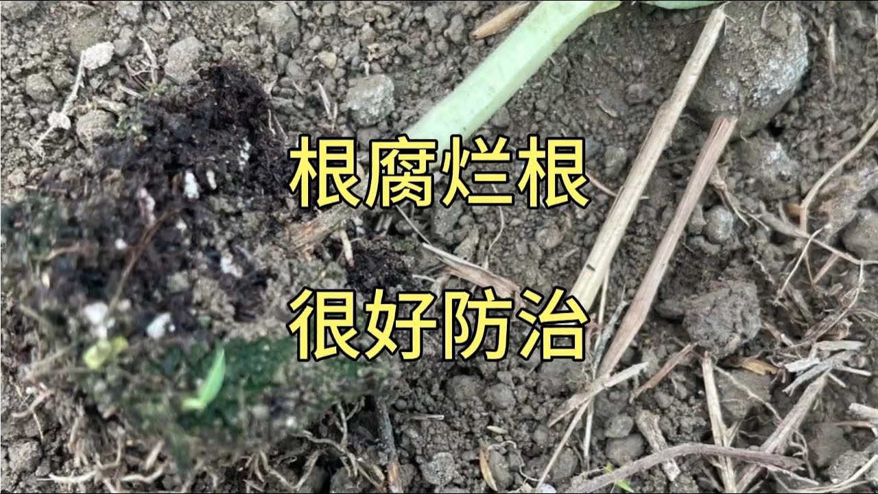 植物根腐，烂根，颈基腐很好防治，只需注意五个方面，一看就懂 #根腐病 #颈基腐 #学农技来抖音 #土传病害