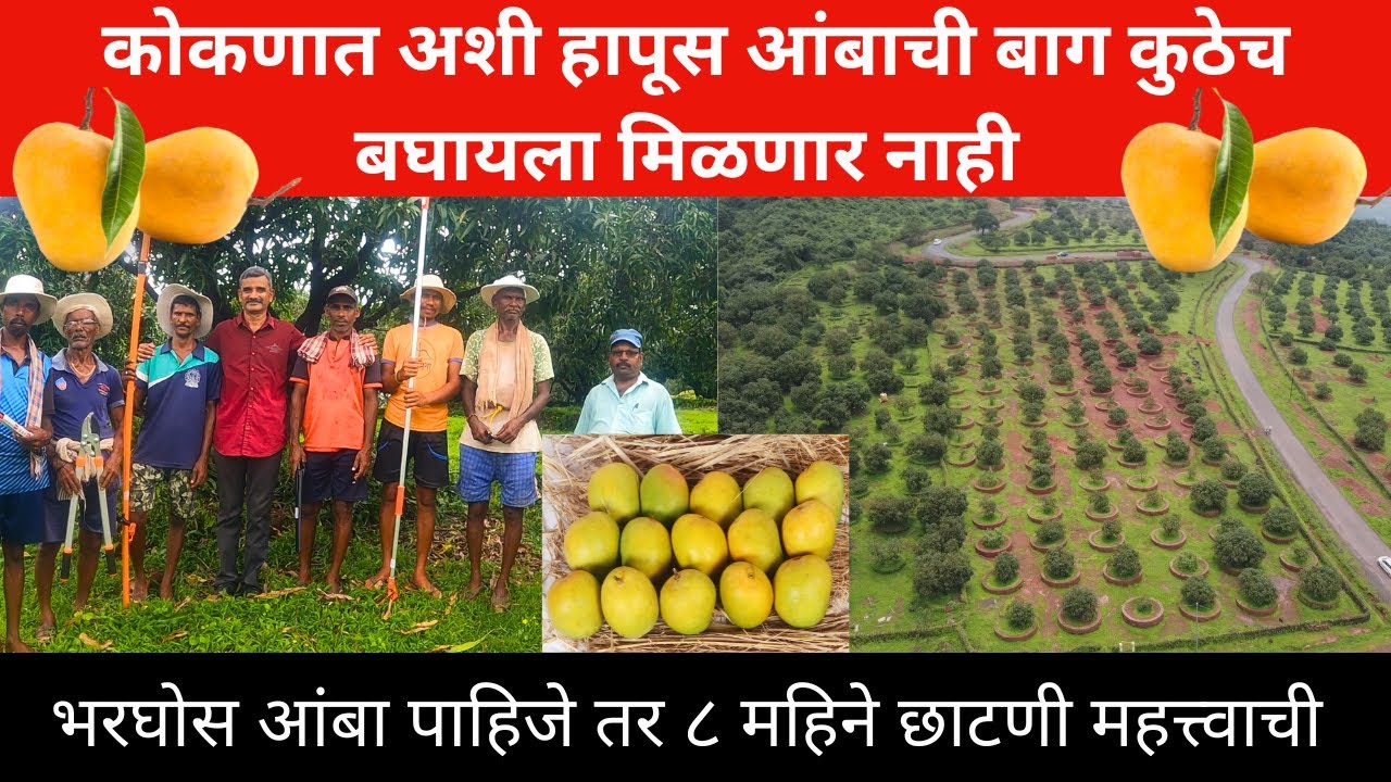 भरघोस आंबा पाहिजे तर छाटणी महत्त्वाची| छाटणीमुळे आंबाच्या उत्पन्नात वाढ mango pruning|farming|konkan