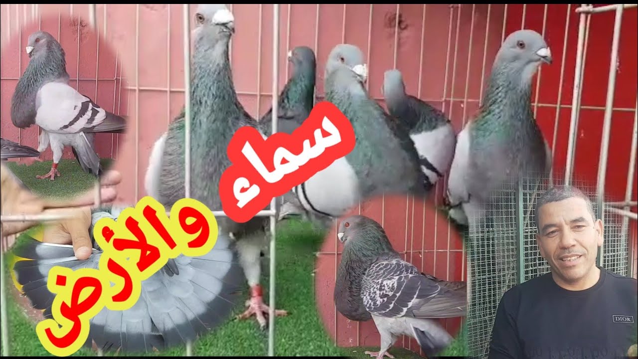 توليعة مع الأخ عبد سلام في الحمام الخنينسي طيار مستوا رائع مشاء الله 💪💪