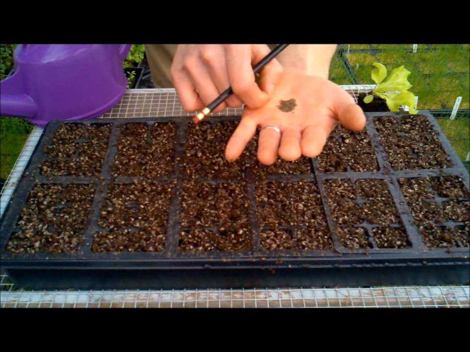 Pacific Coast Harvest: Farming with Luke I