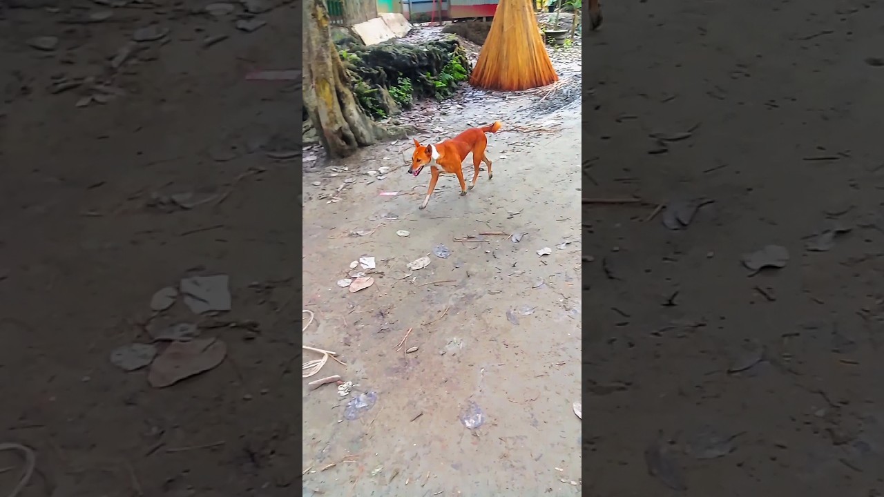 dog funny tiktok video, kukur, dogy, kutta halum #viral #animals #shorts #video #fyp