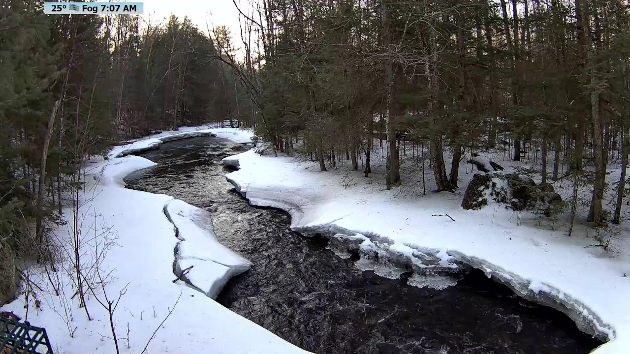 🔴 McCaslin Brook Live 24/7 | Serene Babbling Brook Sounds & Wildlife | Nicolet National Forest.
