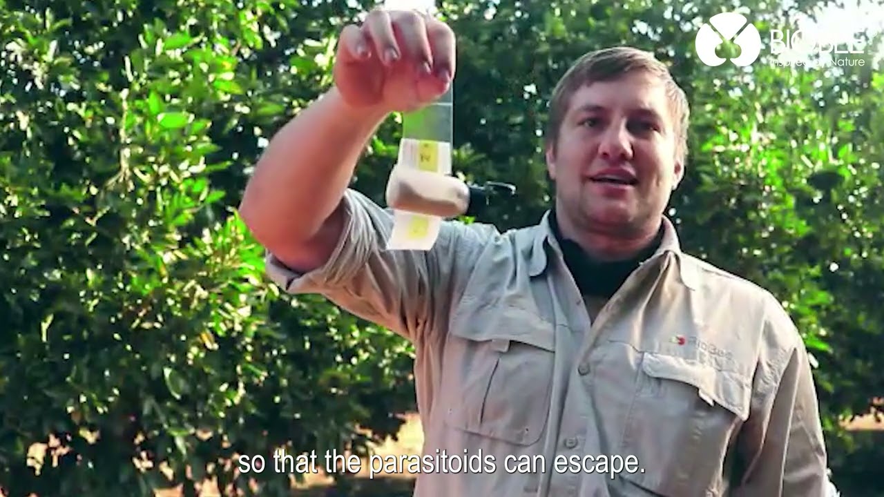 BioAnagyrus 2024