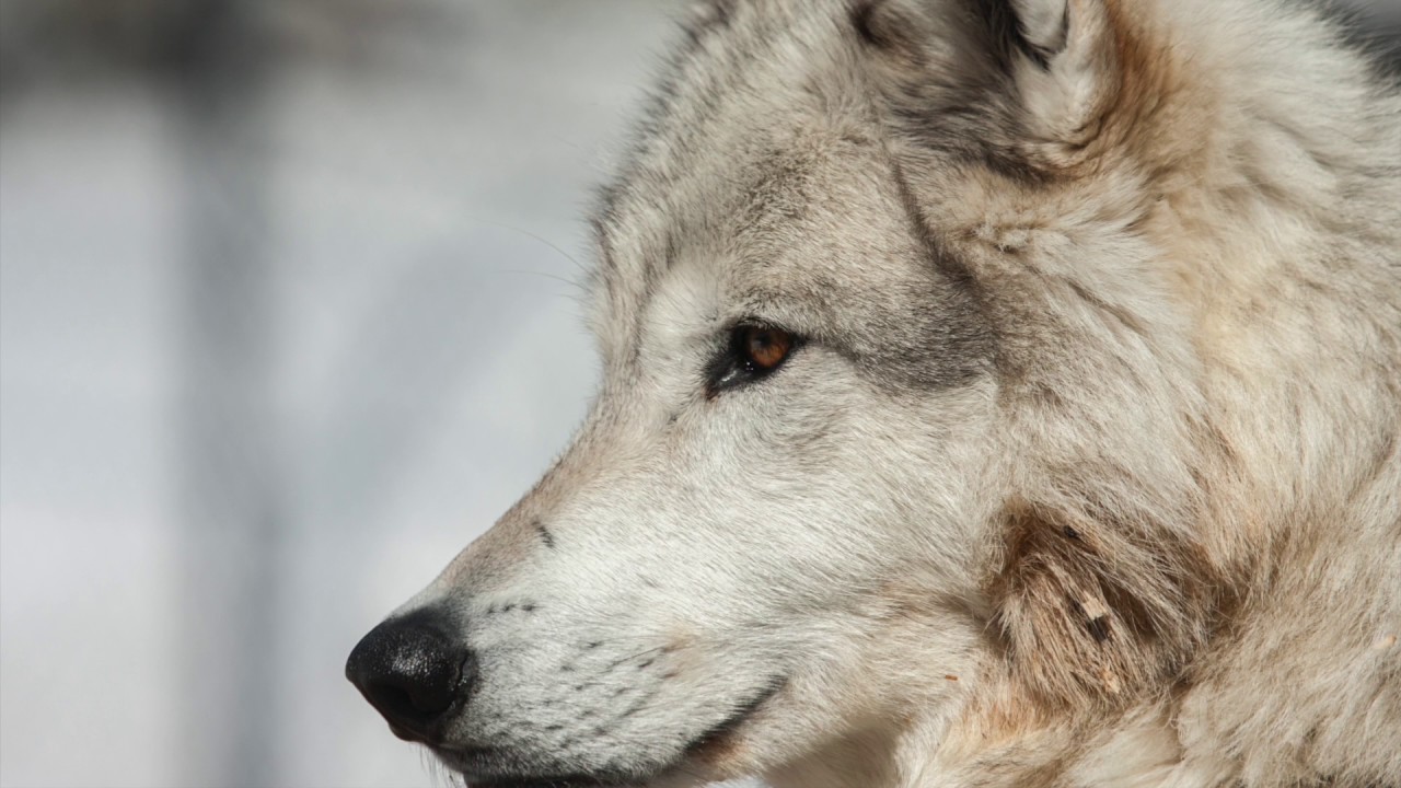 Wenn dir der Wolf als Krafttier begegnet - Clarissa M. Seite - Autor - Schreibmedium & Sprechmedium