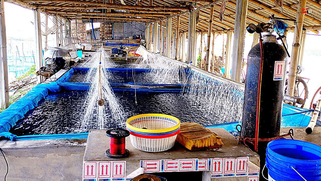 Farming of Tilapia : Breeding Plans, Mass Seed Production and Aquaculture Techniques