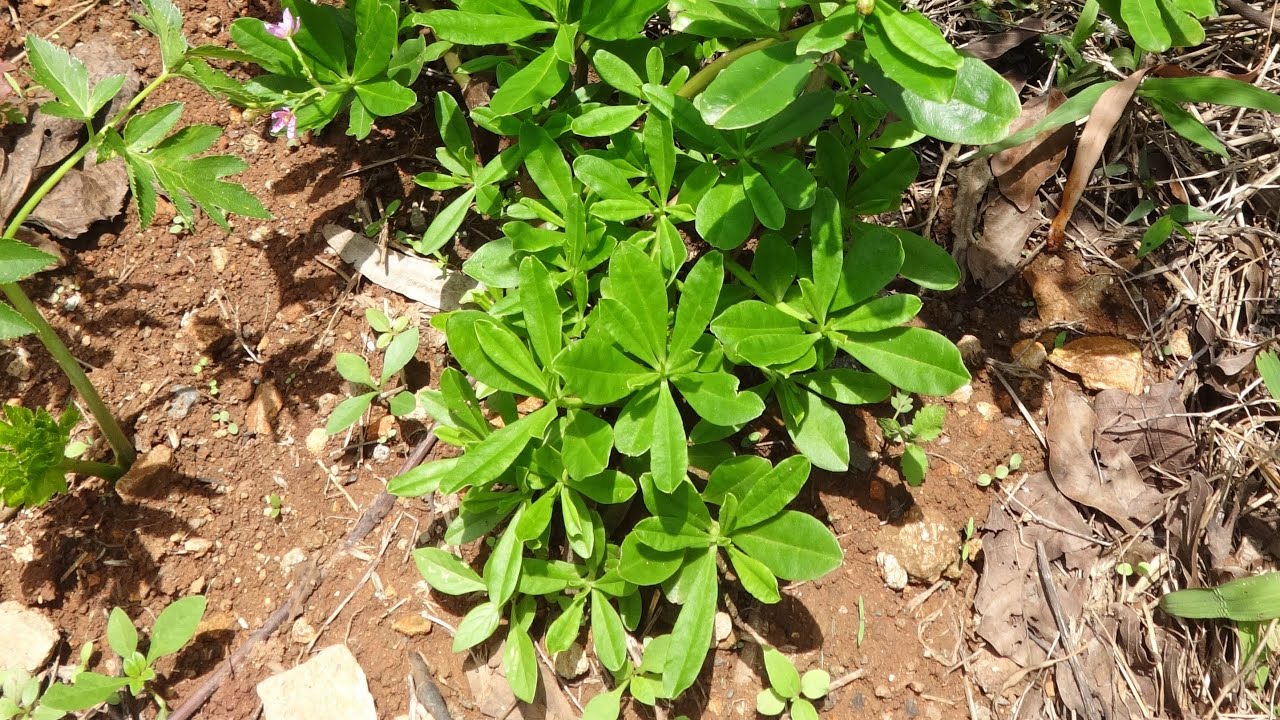 World's Most Underutilized Vegetables no. 11 - Talinum triangulare