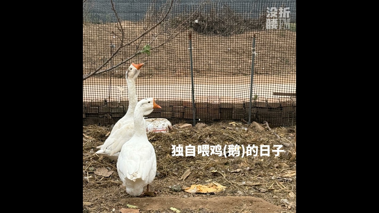 独自喂鸡的日子
