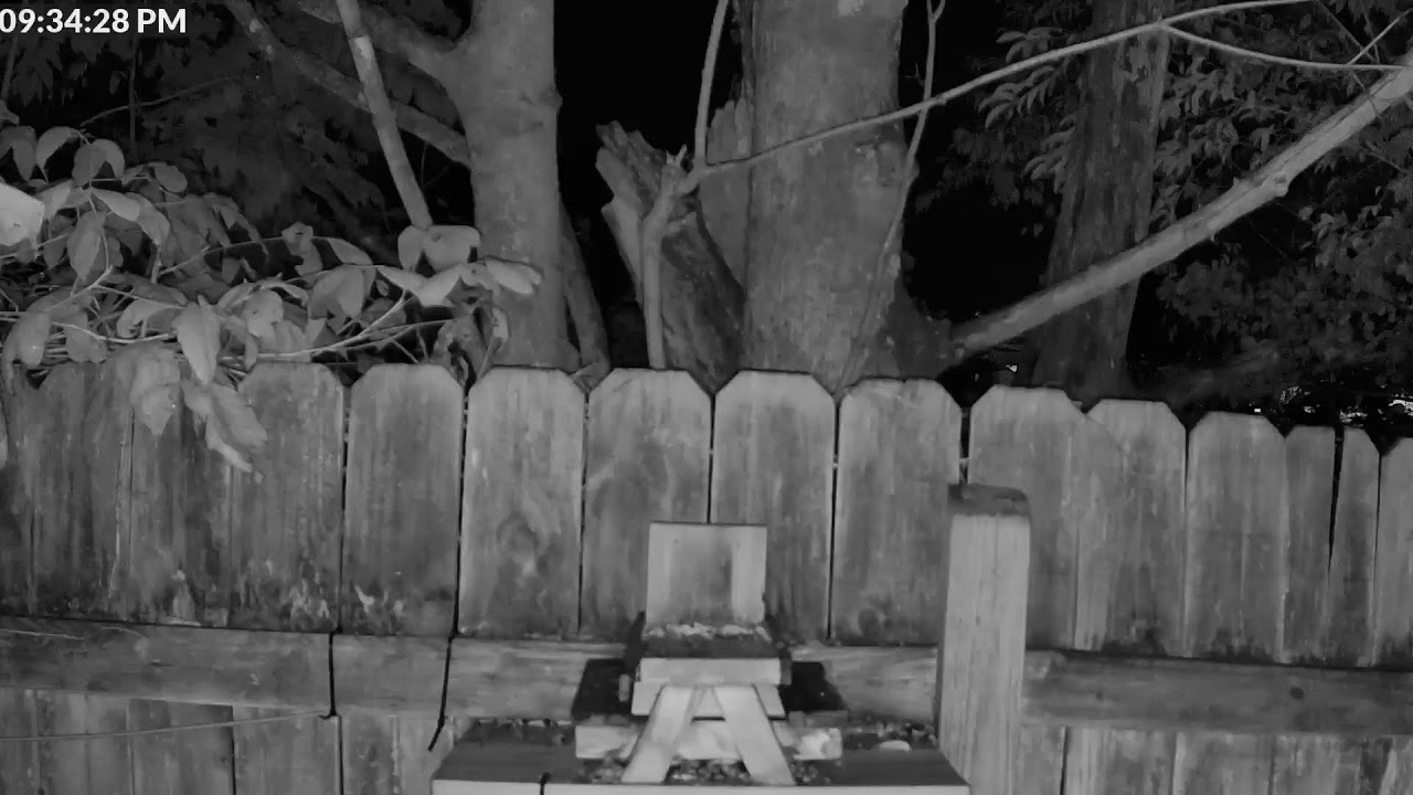 Catapult-Free & Almost Squirrel-Free Squirrel Cam