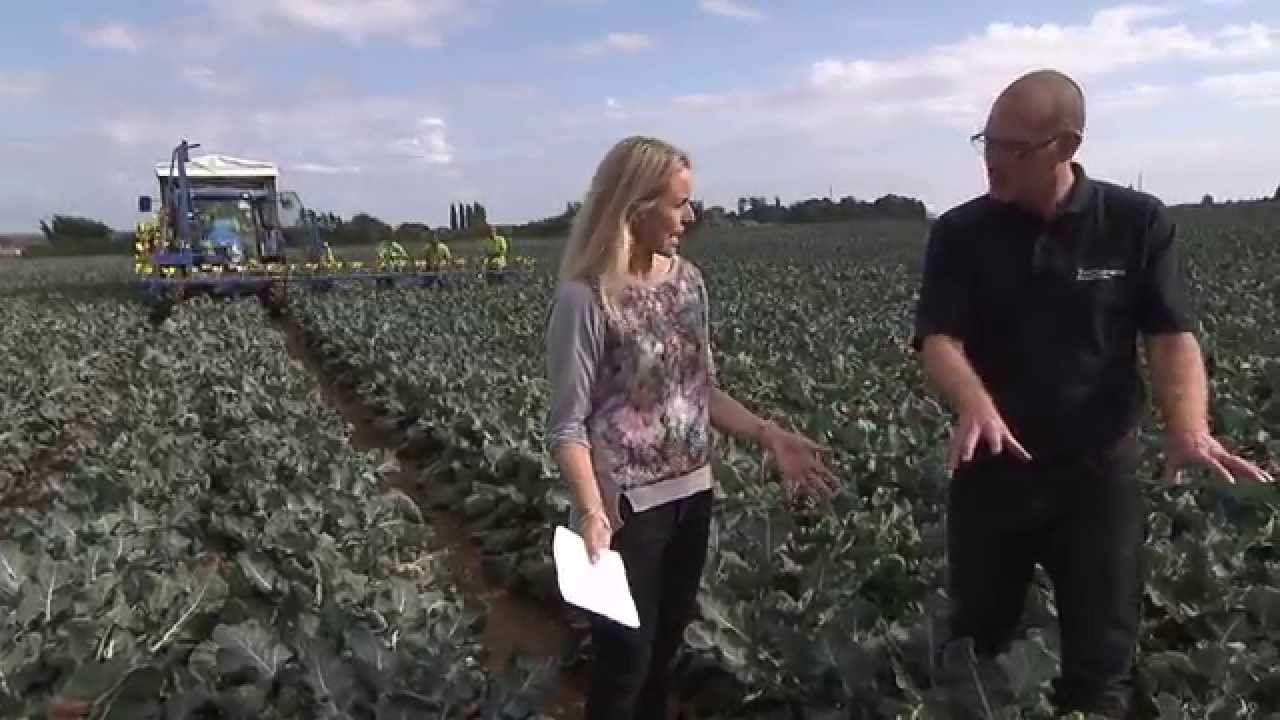 Budding Broccoli: how it's harvested