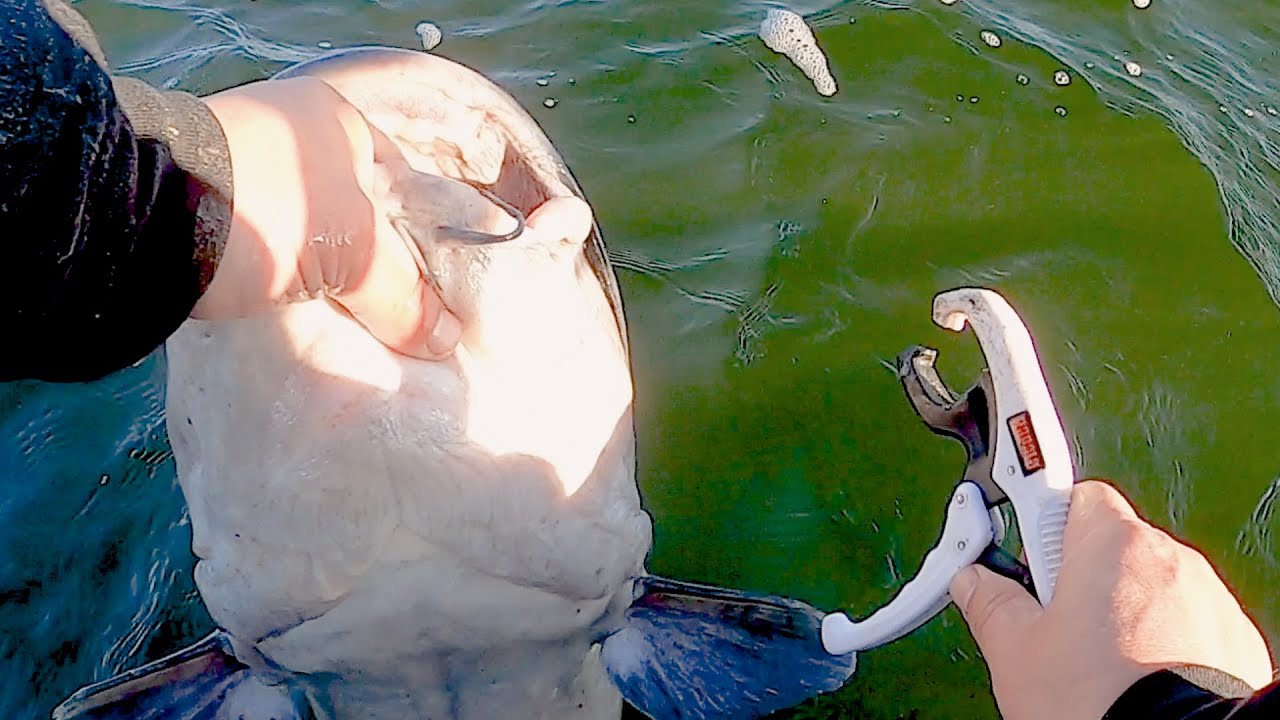 Have you ever seen Channel Catfish This BIG?