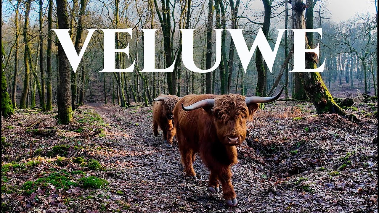 🇳🇱 ВЕЛЮВЕ | Яркие Зимние Пейзажи в 4K | Виртуальный Поход | Велувезум