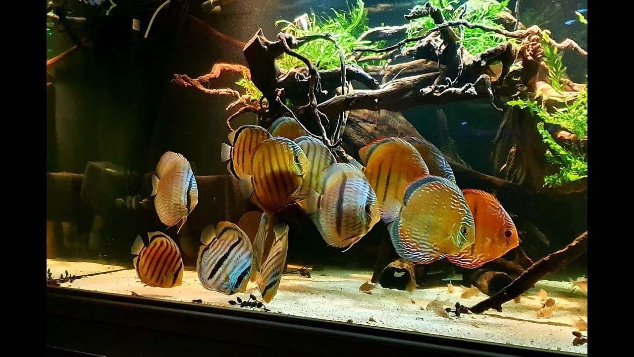 Gorgeous Wild Discus Tank owned By Ha Pe (Germany) A new Video
