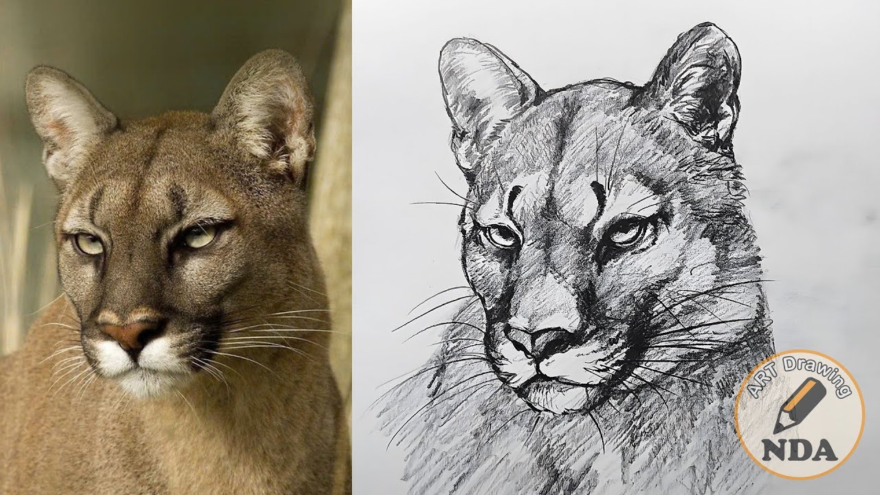 How To Draw A Realistic Puma - Pencil Art Drawing