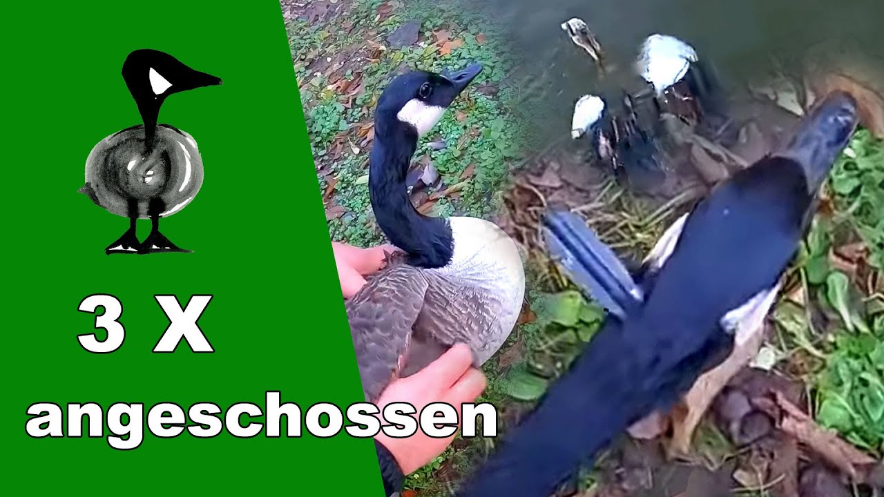 3 x angeschossen - Tiernotruf #276