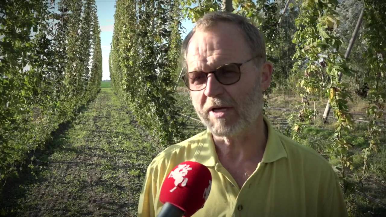Hela släkten får rycka in när humlen ska skördas
