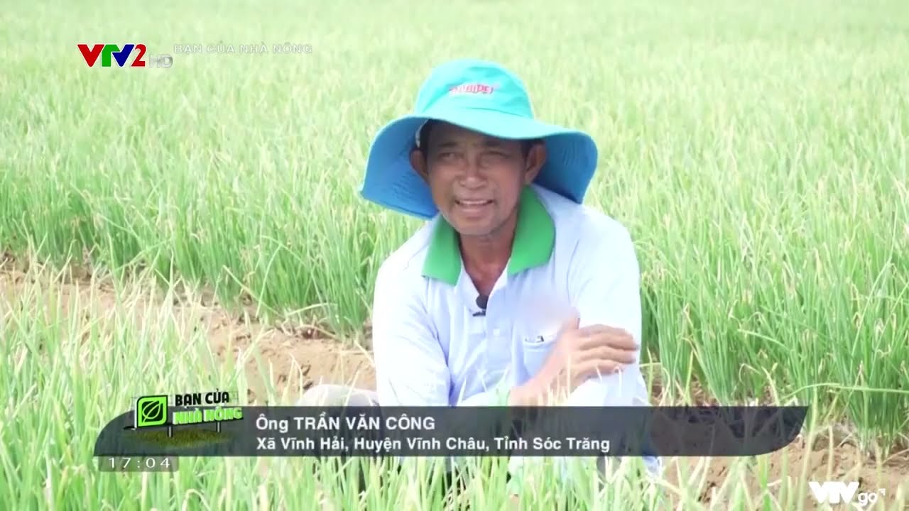BỆNH THỐI CỦ HÀNH - PHƯƠNG PHÁP PHÒNG TRỪ HIỆU QUẢ NHẤT #bvtvthiênbình #tbc #Hànhcủ #automobile