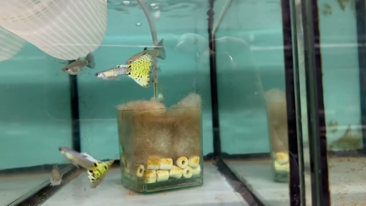 Guppy Room tour for Jan 2024
