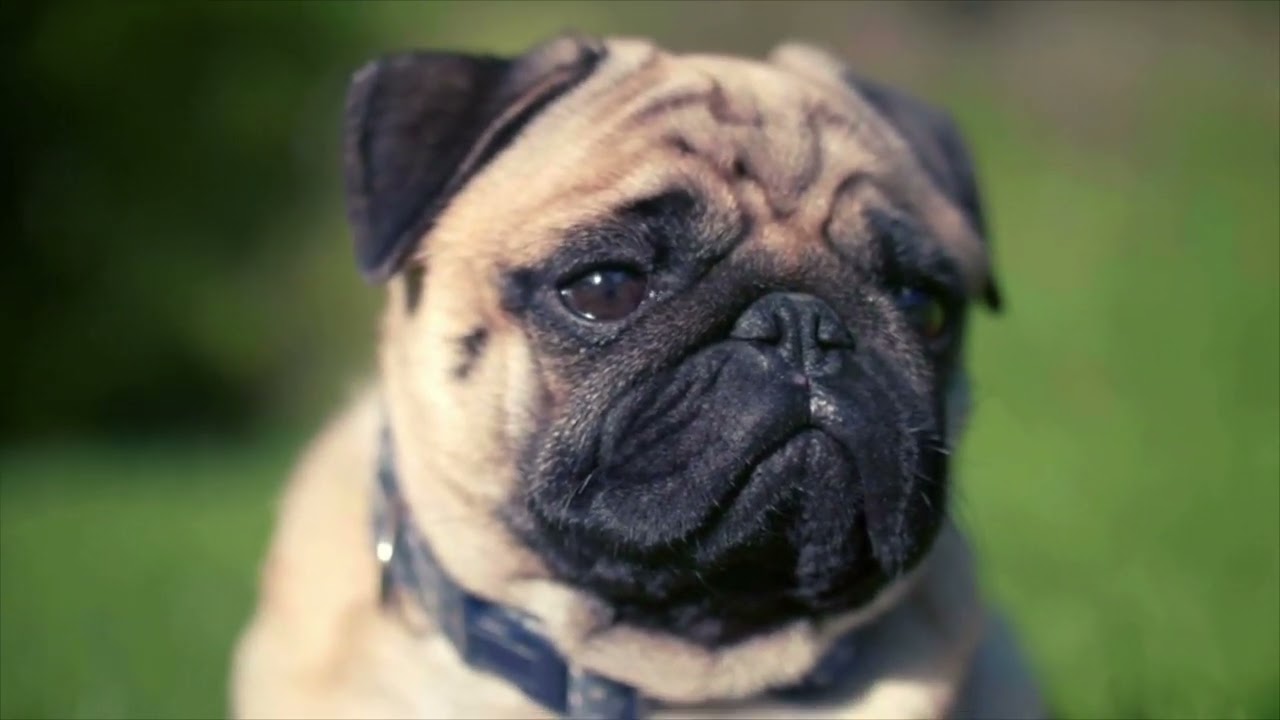 Zv&iacute;řetn&iacute;k-Pes a kočka