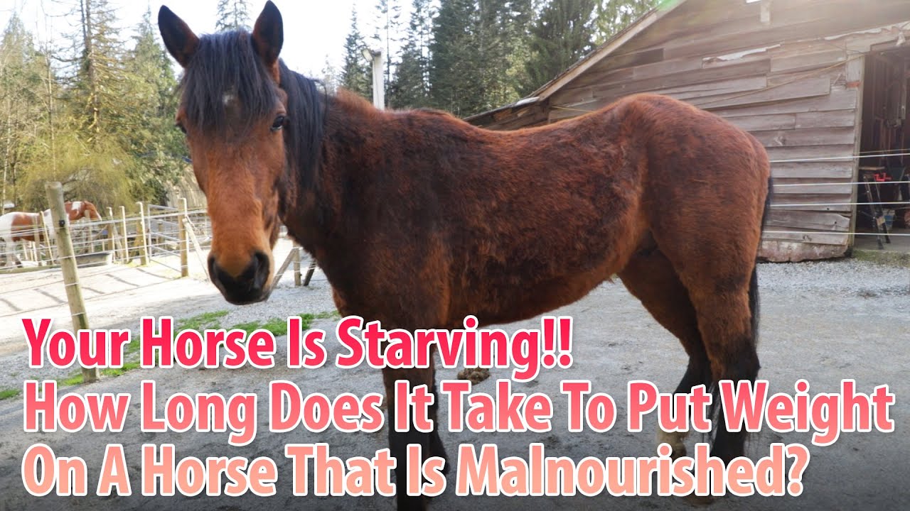 YOUR HORSE IS STARVING! How Long Does It Take To Put Weight On A Horse?