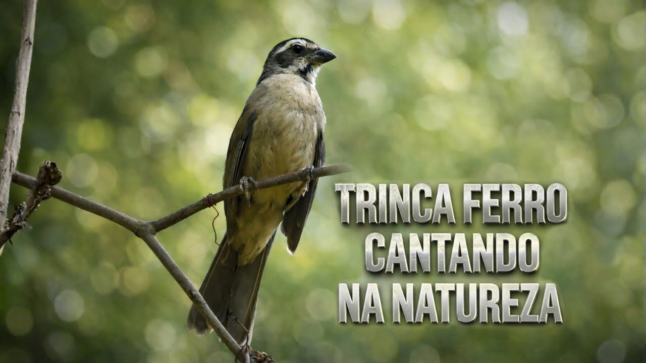 Trinca ferro canto na natureza, vocalização bom dia seu chico ró em HQ!!!