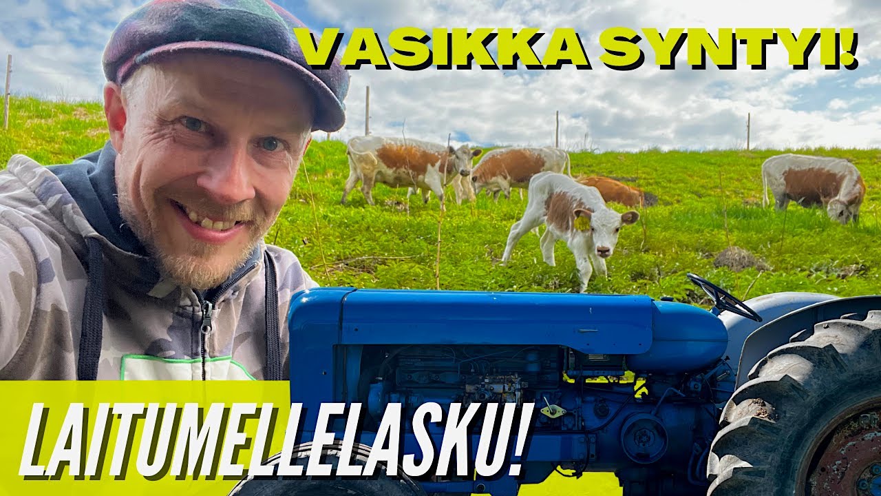 TÄMÄN TAKIA JAKSAN HERÄTÄ JOKA AAMU – Vasikan syntymä ja lehmien ilo laidunpäivänä!