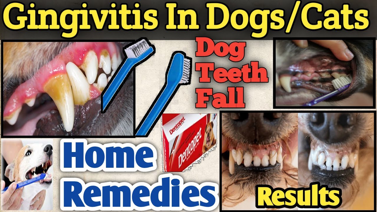 dog teeth fall solution || gingivitis in dogs/cats || causes,symptoms,solution || home remedies
