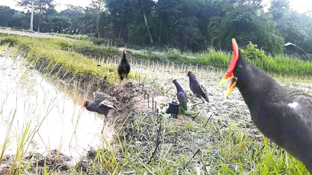 Unbelievable Wild Watercock Trap &ndash; Effective Bird Hunting Method || #The_Bird_Kingdom