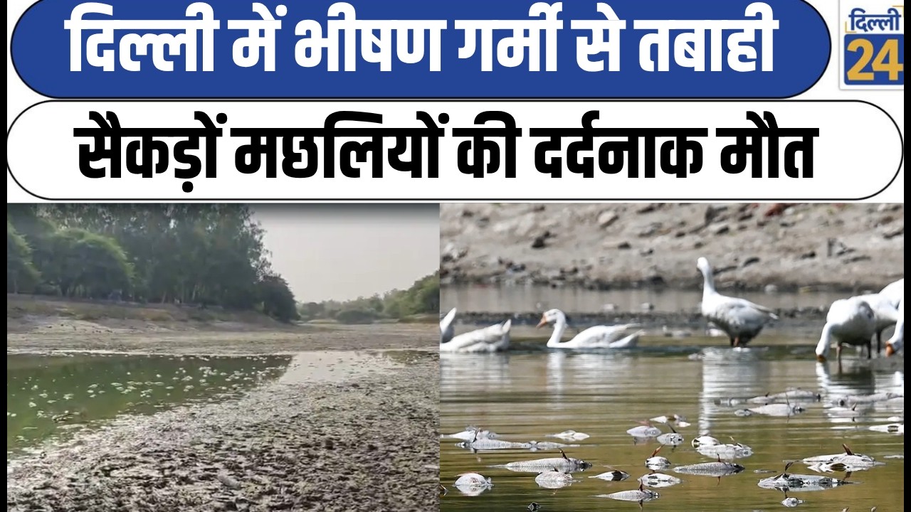 Delhi Sanjay Lake News:दिल्ली में भीषण गर्मी से तबाही सैकड़ों मछलियों की दर्दनाक मौत | DelhiNCRNews|