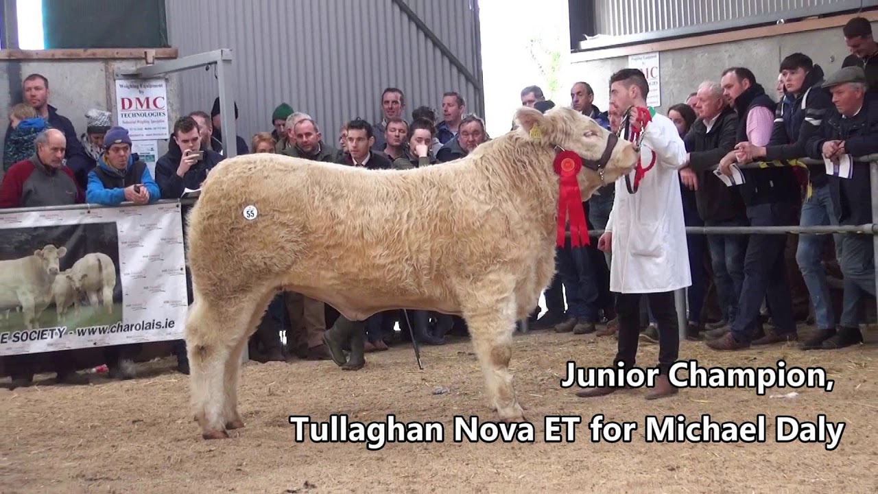 Elite Charolais Heifers 2018