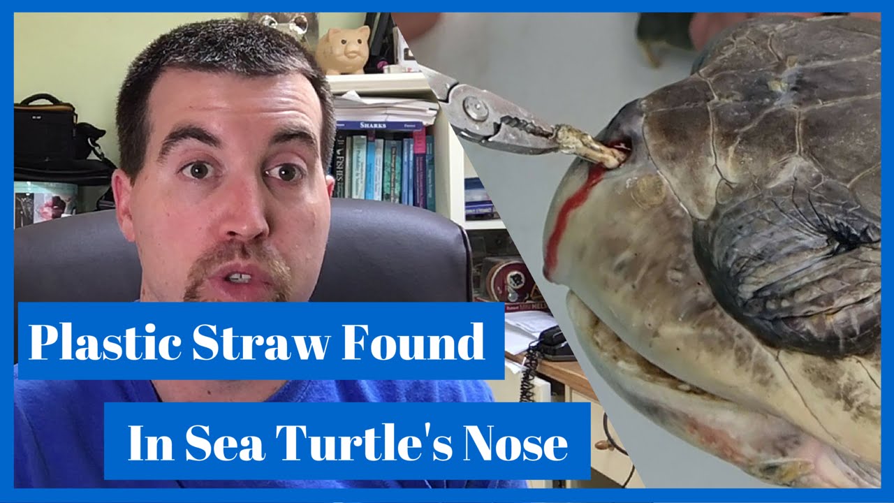 Sea Turtles Found with Plastic in Their Nose