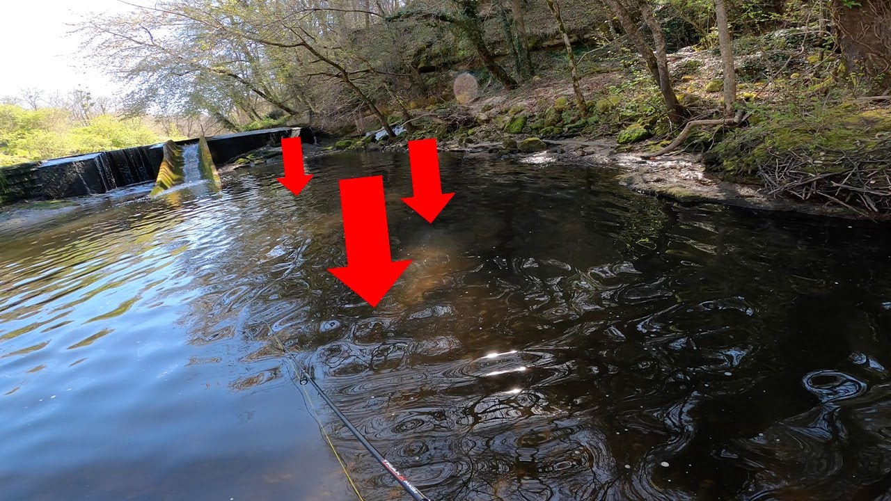 Il y'a du POISSON PARTOUT !!! (ouverture pêche truite au leurre)