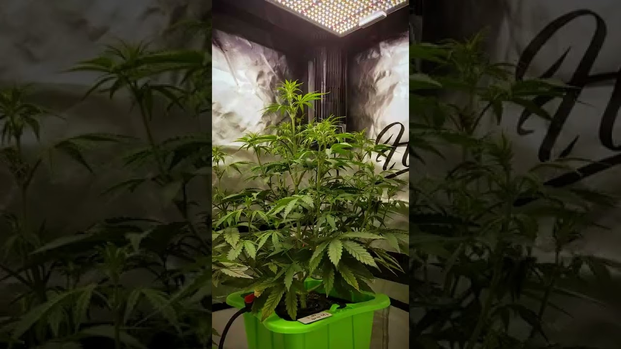 Pound Town Timelapse @humboldtseedcompany #shorts