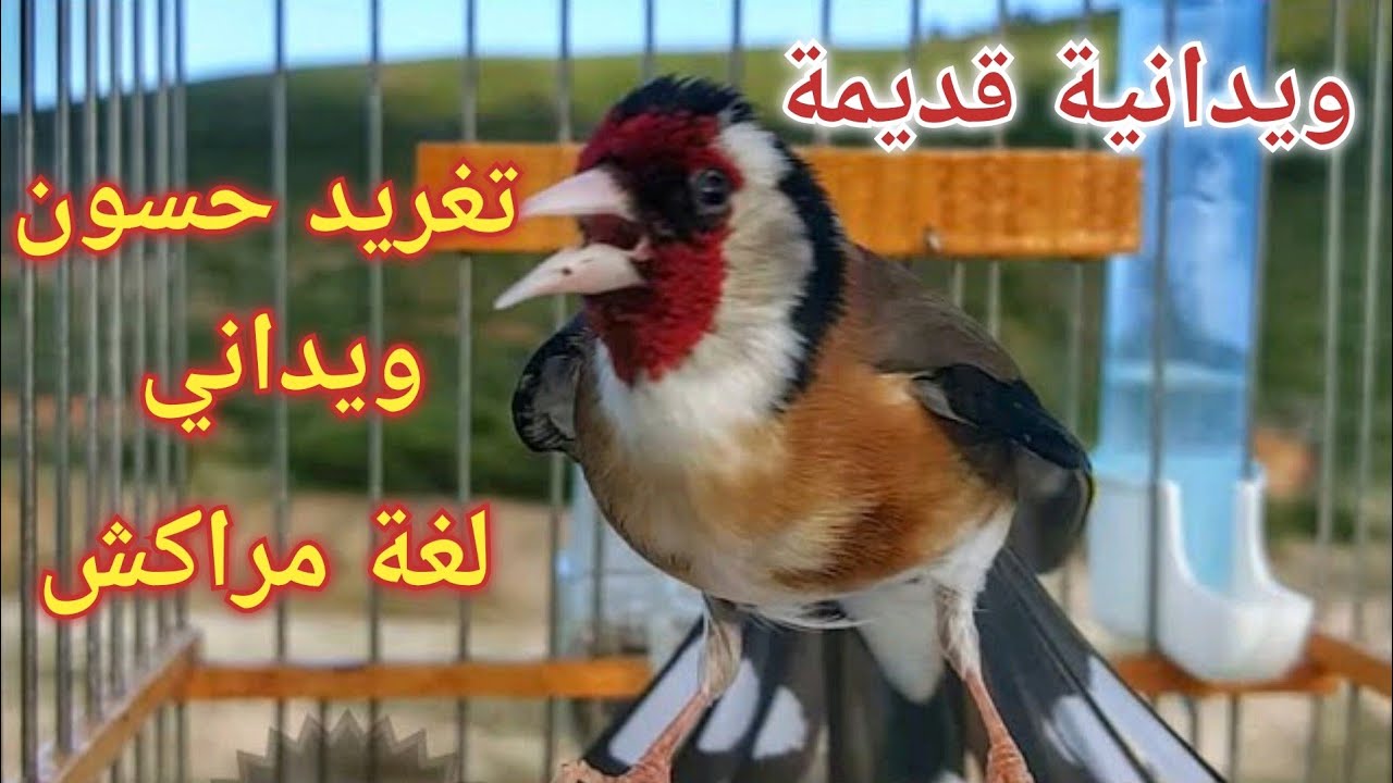تغريد حسون ويداني لغة مراكش ( ويدانية حرة) تغريد قمة بتقييم الخبراء