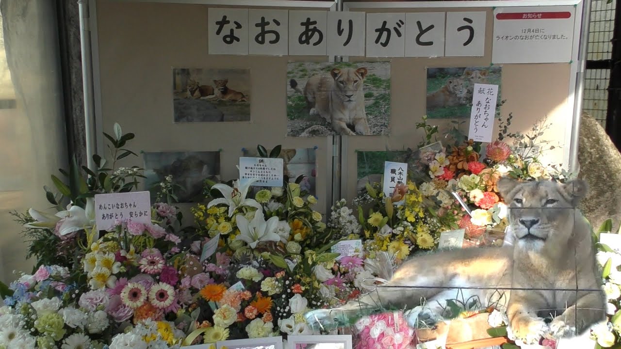 【八木山動物公園】ライオンのなお