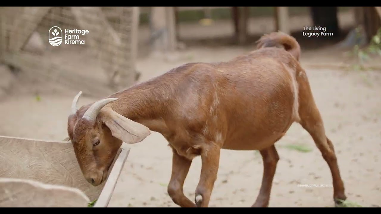Goats at Heritage Farm Kirema, Kalahari reds, ⁠⁠Savannah goats and Local breed.